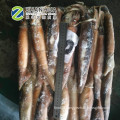 Frozen Illex , Squid for Sale S